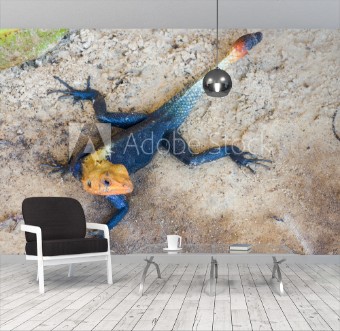 Picture of Agama lizard